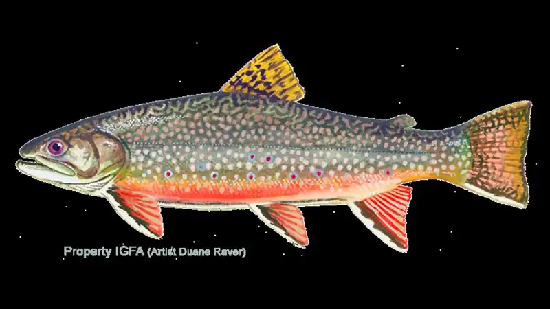 Brook Trout illustration