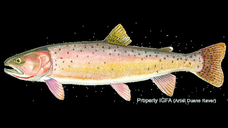 Cutthroat Trout illustration