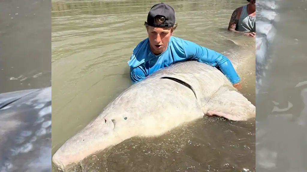 Ghost sturgeon and angler