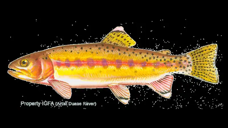 Golden Trout illustration