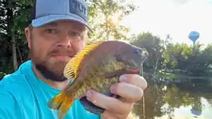 Minnesota Blues: Bluegills in the North Country