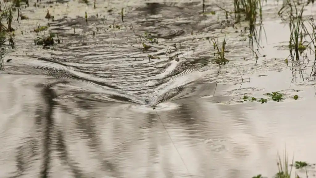 topwaters are cover oriented