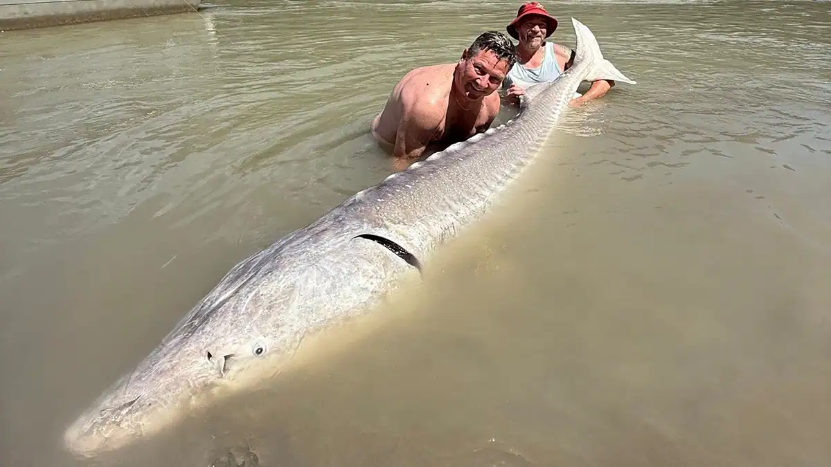 giant BC sturgeon