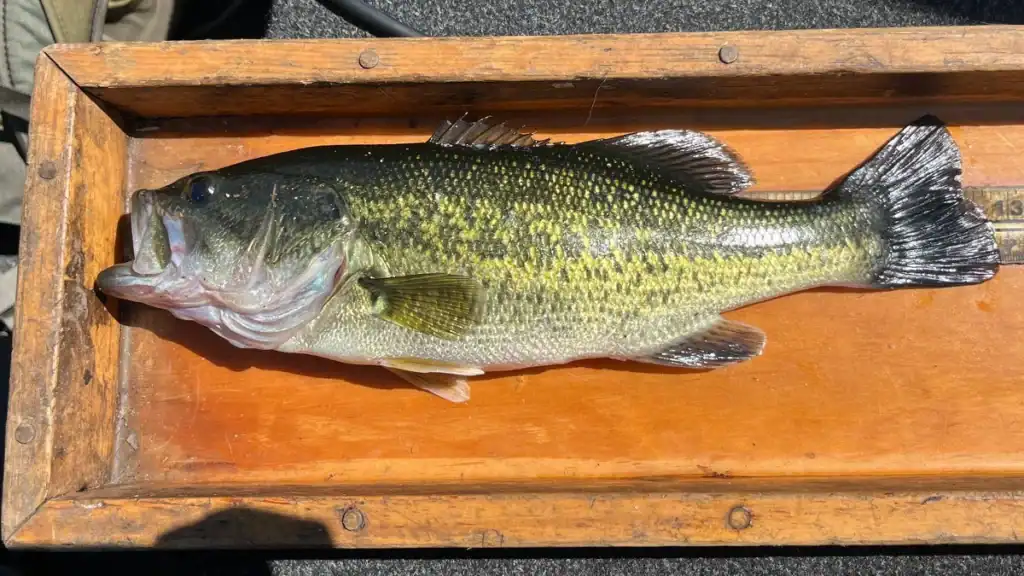 illegally introduced bass in Maine