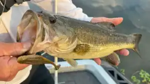 Topwaters are the Best Bass Baits, Period