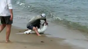 Shark Bites Back: Shark Bites Angler on Nantucket Beach