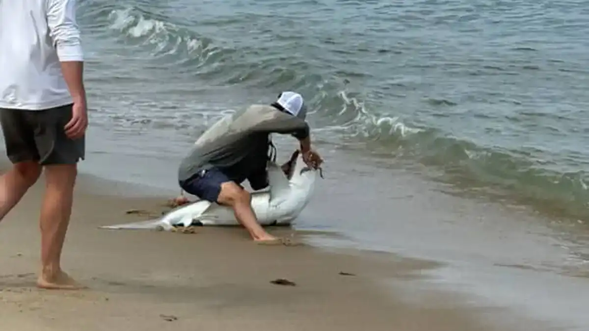 A 21-year-old man was bitten by a sandbar shark on Sunday, July 6, after catching and attempting to release the fish from the shore of Hoicks Hollow Beach, Nantucket. The incident has sparked renewed discussion among anglers, scientists, and regulators about the risks of shore-based shark fishing and the importance of responsible practices. According to the Nantucket Current, the man sustained non-life-threatening leg injuries and was initially driven to Nantucket Cottage Hospital by a friend. Due to the severity of his injuries, he was later transported via Boston MedFlight to a mainland facility for further treatment. The encounter, captured in a video posted to Instagram, shows the man handling the shark as part of a catch-and-release effort. Marine biologists from the New England Aquarium identified the shark as a sandbar shark, a species commonly found off Cape Cod and the Islands during the summer months. Shore-Based Shark Fishing on the Rise, Along With Its Risks Shore-based shark fishing has surged in popularity nationwide in recent years, with many anglers from Gulf beaches up to the North Atlantic getting in on the action. The Nantucket Current report anglers frequently target sandbar sharks during the summer along Nantucket beaches. However, the recent bite underscores the inherent danger of handling apex predators, even during regulated, catch-and-release fishing. “Any time people fish for these sharks and do catch-and-release fishing, they're assuming certain risks,” said Dr. Nick Whitney, senior scientist at the New England Aquarium told the Cape Cod Times in an interview. Caroline Collatos, a PhD candidate at UMass Boston and shark researcher at the New England Aquarium’s Anderson Cabot Center, echoed those sentiments. In an interview with Boston.com, she urged anglers to “keep safety for yourself and shark in mind.” Understanding the Sandbar Shark The sandbar shark (Carcharhinus plumbeus) is a resilient species, once heavily overfished in the 1980s and 1990s. Federal regulations enacted in 2008 now prohibit the retention of the species, requiring all catches to be released. Collatos employed a tag-and-release study with the aid of shore-based shark anglers to gather data on 67 sandbar sharks caught from shore between 2019 and 2021. The study revealed that, when handled properly, the majority survived post-release. However, she emphasized the need for preparation when speaking with Boston.com. “If you go shark fishing, have a plan,” she said, stressing the importance of proper gear and adherence to regulations. Tightening Regulations in Massachusetts In response to increased fishing activity and several concerning incidents — such as anglers allegedly targeting great white sharks from shore — the Massachusetts Division of Marine Fisheries (DMF) implemented new regulations earlier this year. The updated rules prohibit: Chumming during daytime hours Use of mechanized bait-deployment devices (such as drones) Certain types of heavy gear (though this rule does not currently apply to Nantucket) “While DMF regulations already prohibit attracting and targeting great white sharks, it has become evident in recent years that these rules are difficult to enforce,” DMF fisheries management analyst Jared Silva wrote in a press release. The regulatory push aims to curb public safety risks and ensure responsible fishing practices amid growing interest in land-based shark fishing. Final Thoughts: Proceed with Caution As more anglers seek the thrill of catching large sharks from shore, experts continue to emphasize the need for caution, preparedness, and compliance. “Sharks have bigger teeth that are strong,” Collatos noted. “They are apex predators.” Whether you’re a seasoned shark angler or trying it for the first time, both researchers and officials urge you to plan ahead, know the regulations, and prioritize safety — for both yourself and the shark.