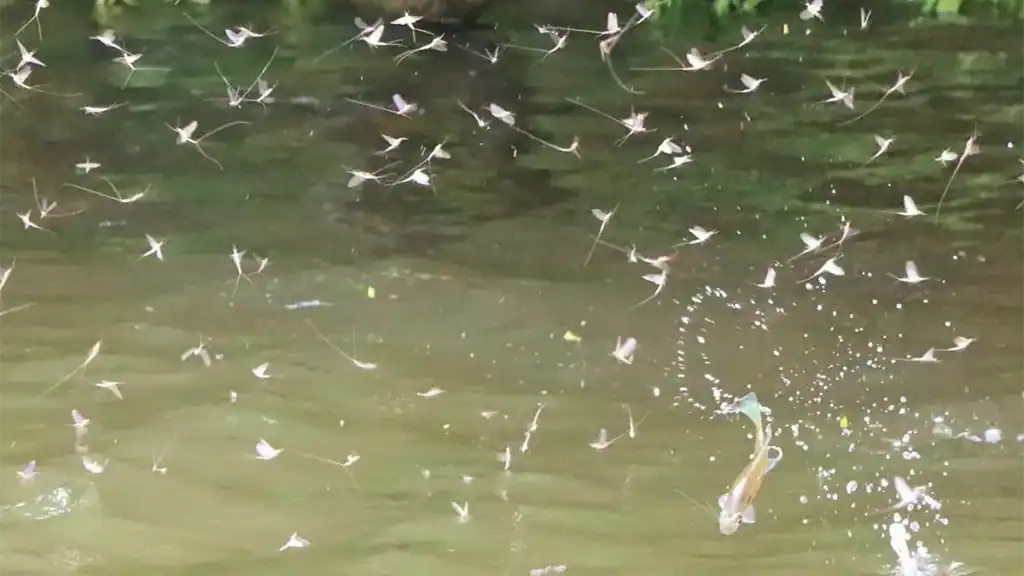 mayfly hatch