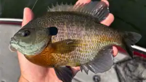 Go Deep for Big Summertime Bluegills