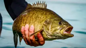 Why Do Fish Migrate?