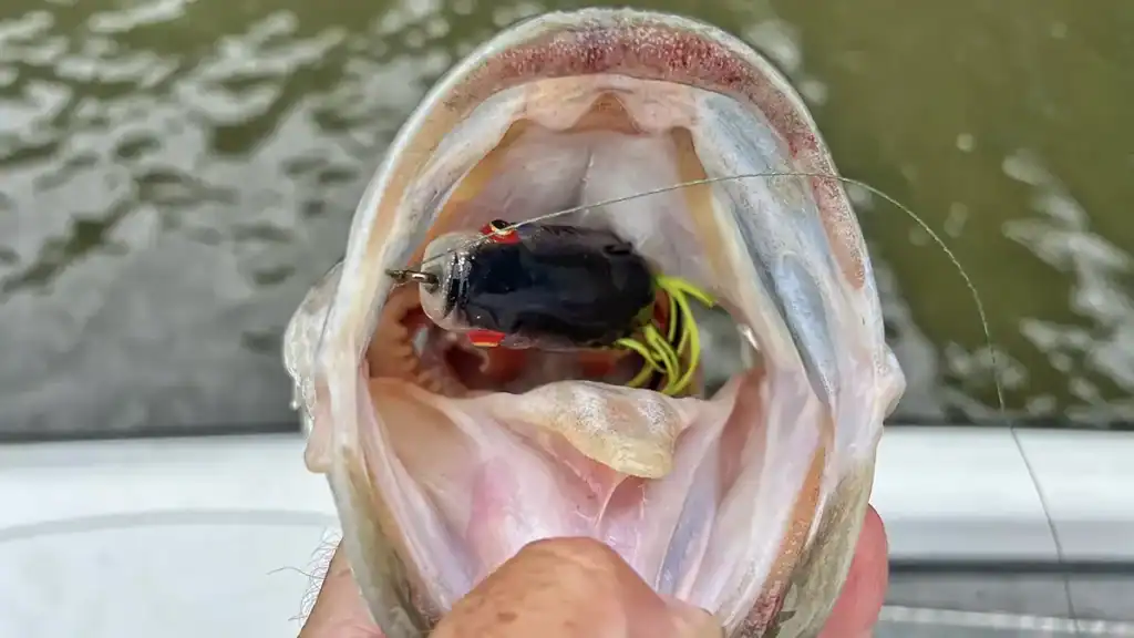 topwaters catch big fish