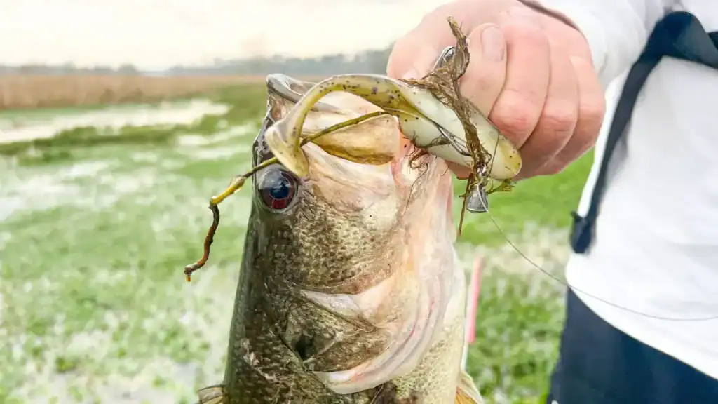 topwaters are versatile options