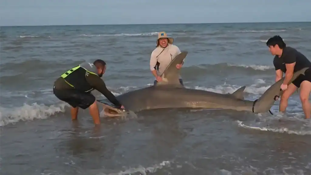 1,000-Pound Hammerhead Shark Caught on beach