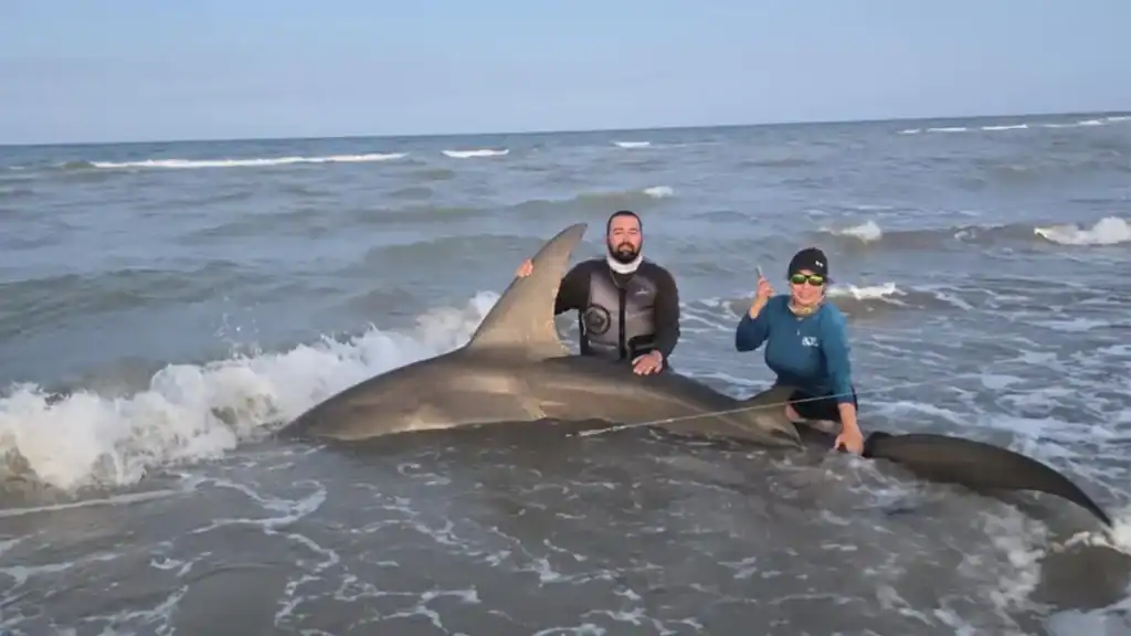 1,000-Pound Hammerhead Shark Caught on beach