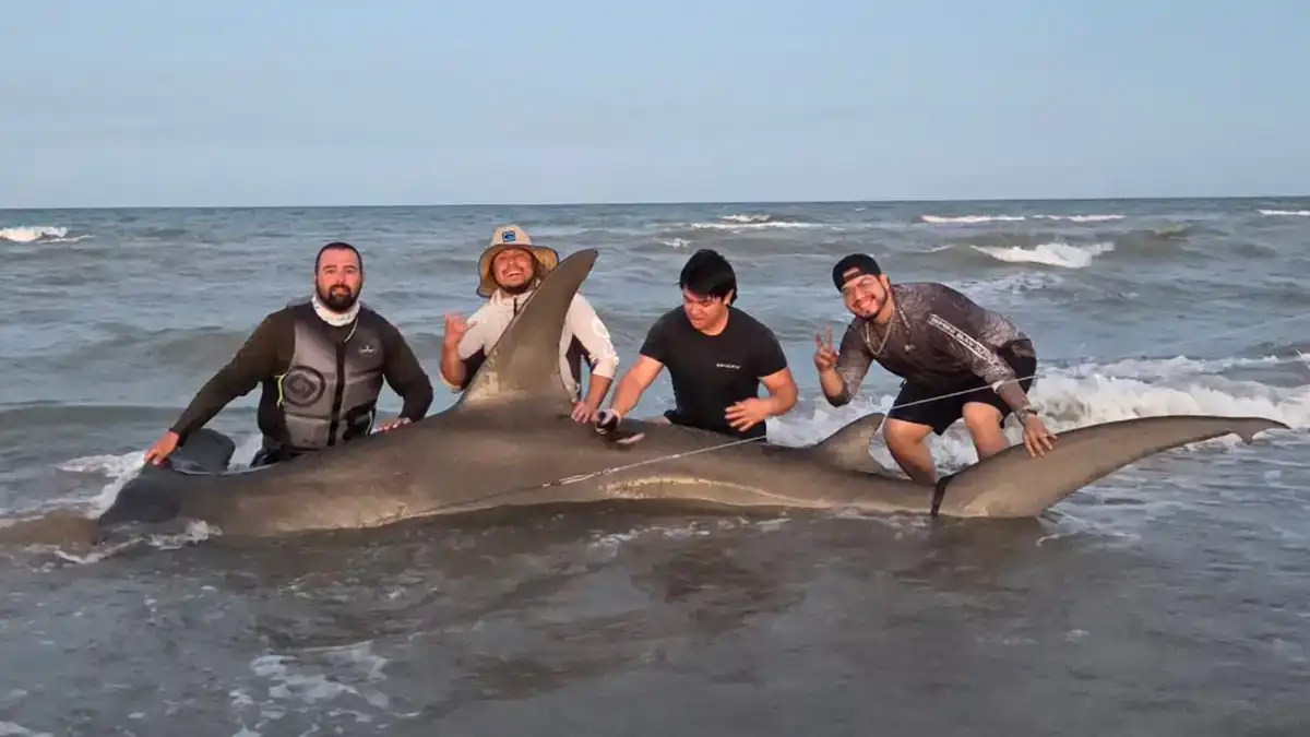 1000-Pound Hammerhead Shark