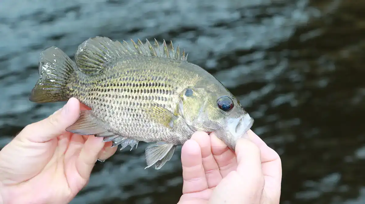 Rock bass