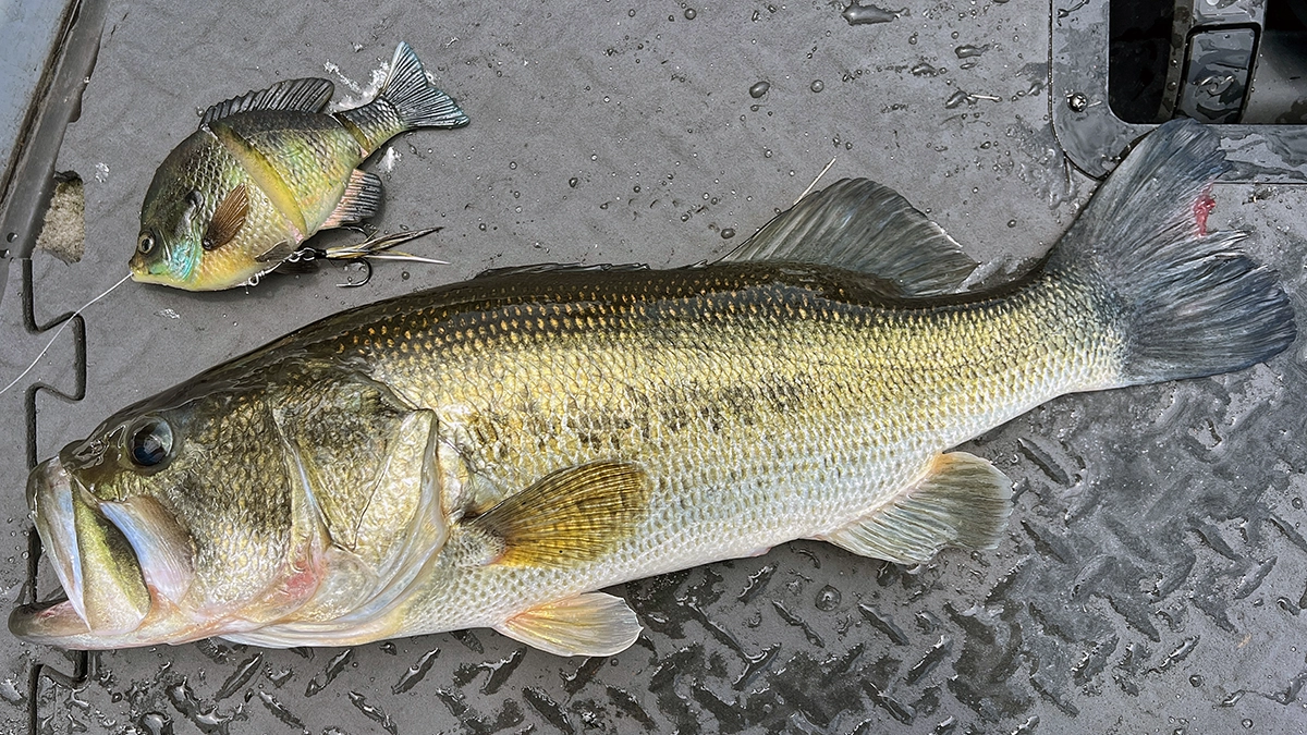 Savage Gear Live 3D Bluegill Line Thru Swimbait catches bass