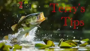 Terry’s Tips: How to Score in the Summer