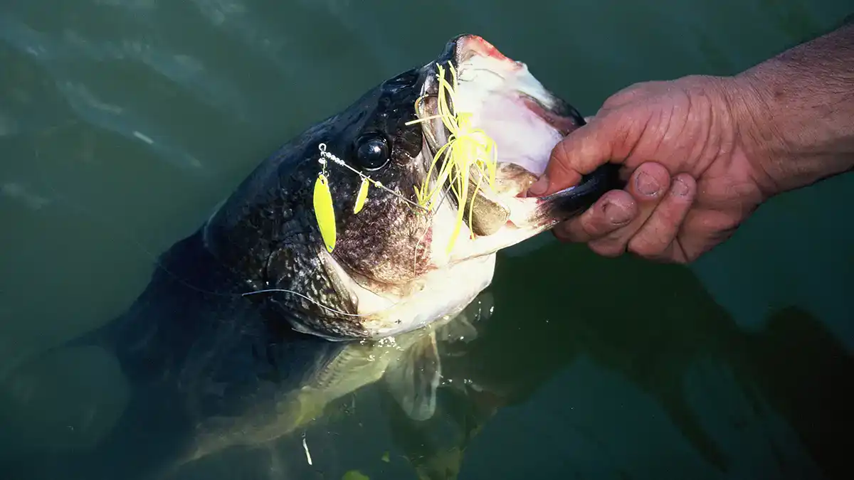 big bass from Bois d’Arc Lake