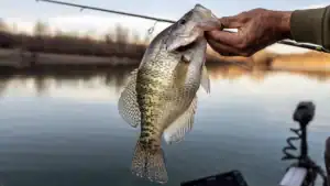 Best Crappie Rigs