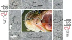 different types of bass fishing hooks
