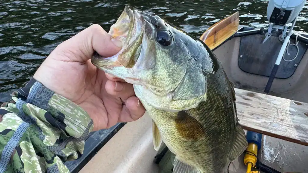 largemouth