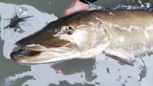 Musky Madness: 1,146 Anglers, 117 Muskies, and One Big Winner