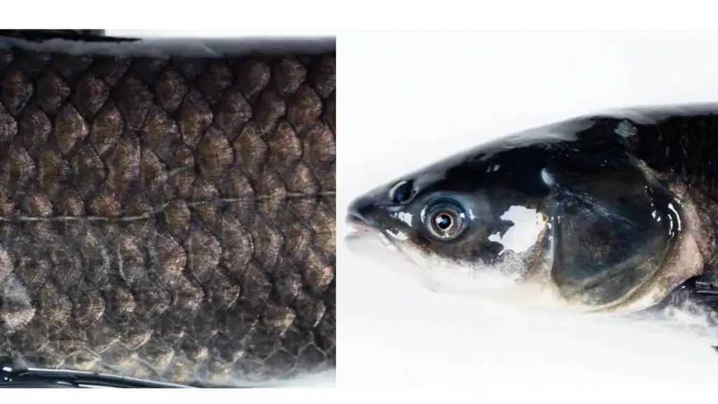 black carp head and scales