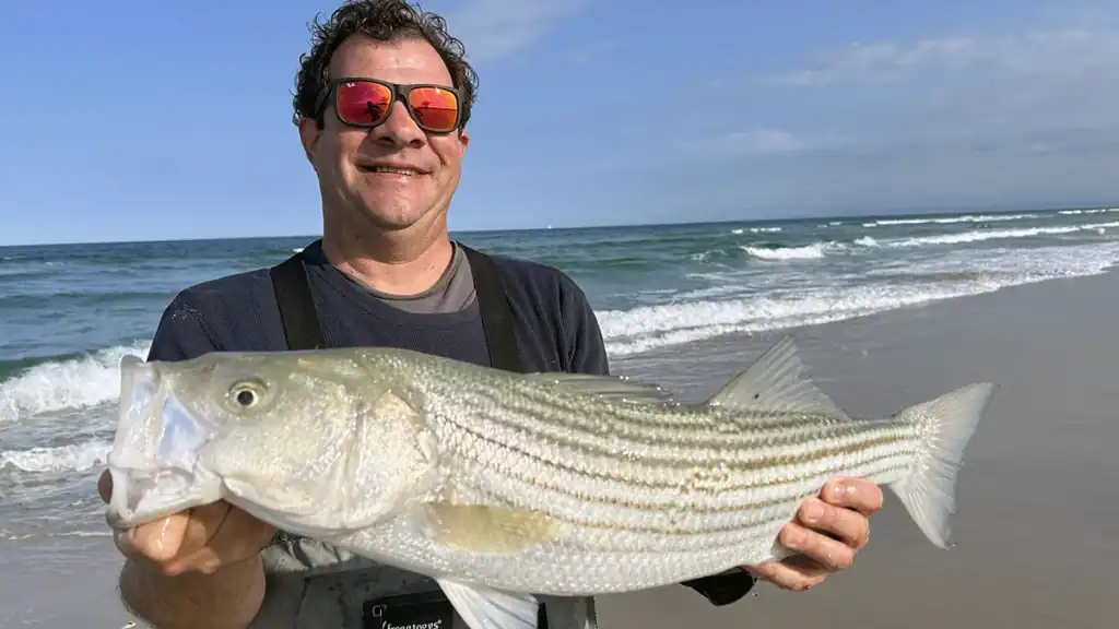 striped bass surf fishing