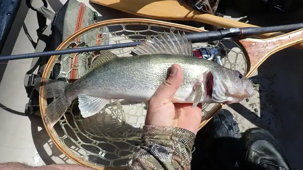 walleye and TRIKA 6X