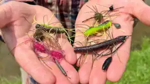 Top 5 Ways to Rig Fuzzy Baits