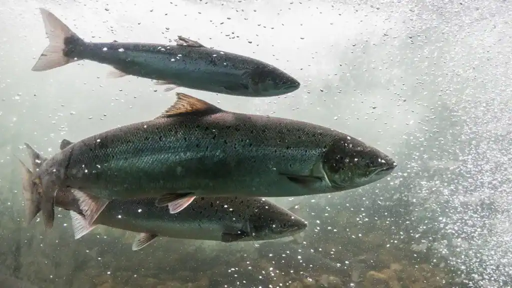 Atlantic salmon