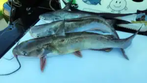 How to Clean and Fillet Catfish