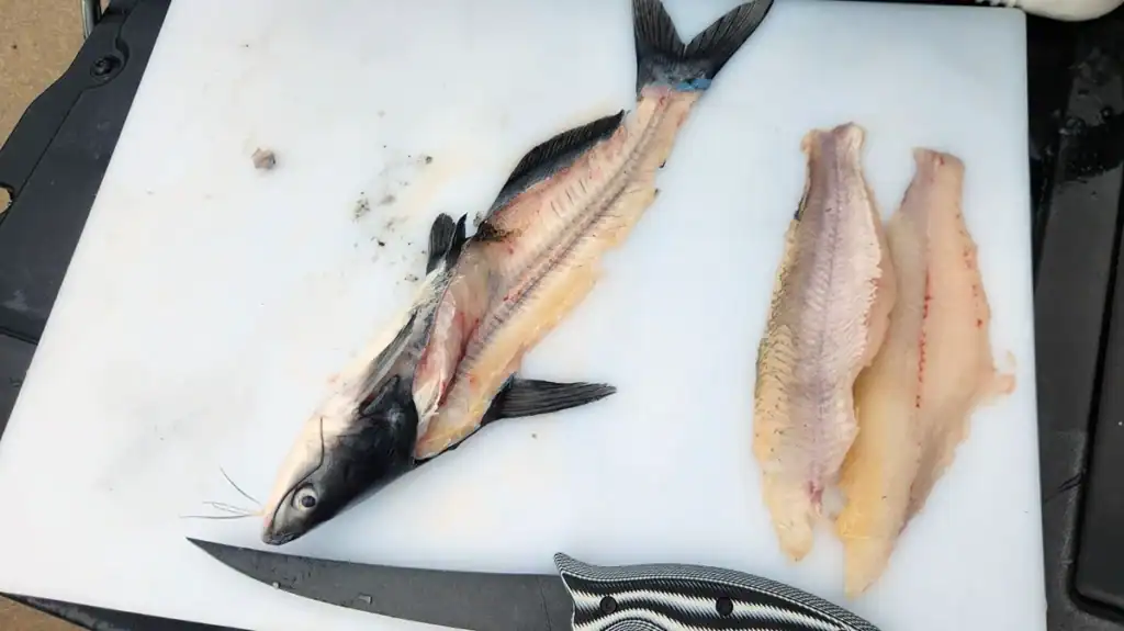 catfish with two fillets