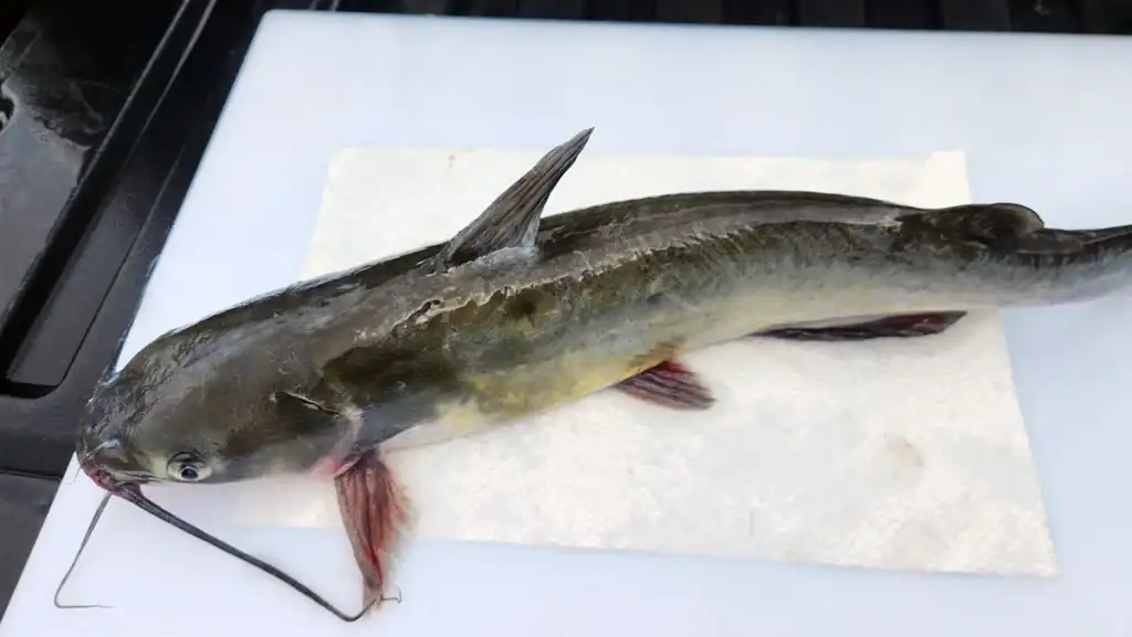 catfish ready to be filleted