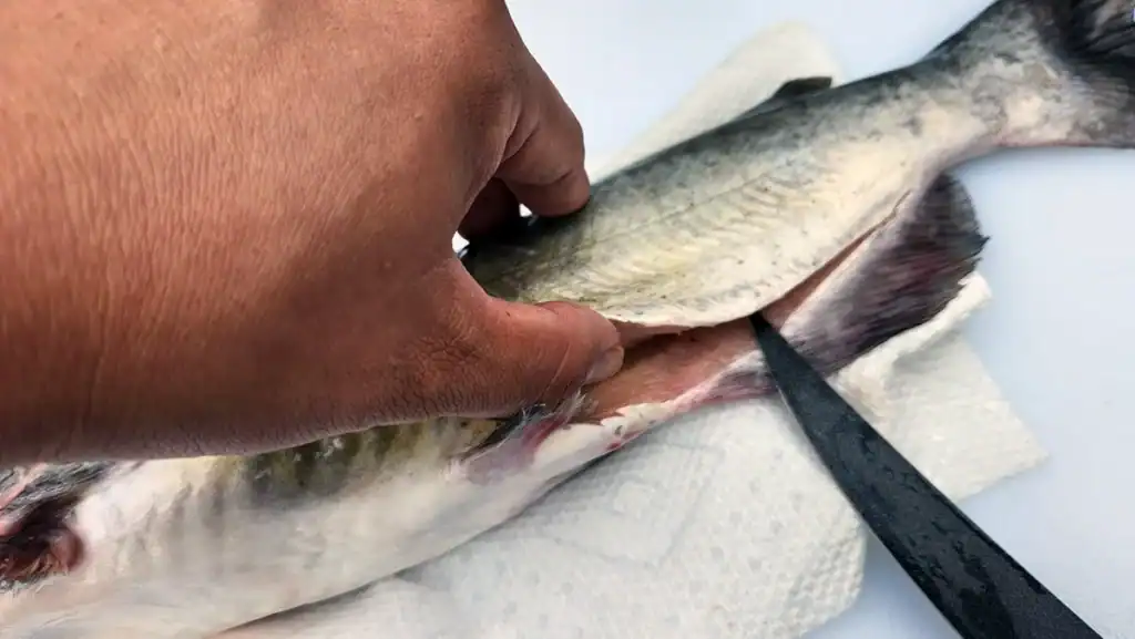 watch out for the guts when filleting a catfish