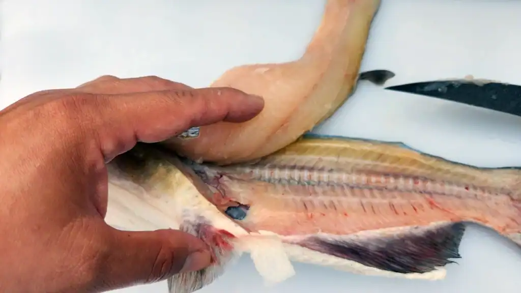 removing catfish fillet from body