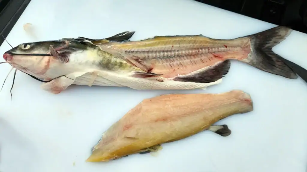 remove both fillets from catfish