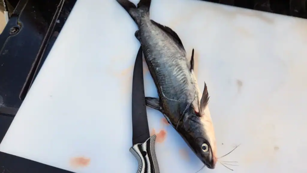 fillet knife and catfish