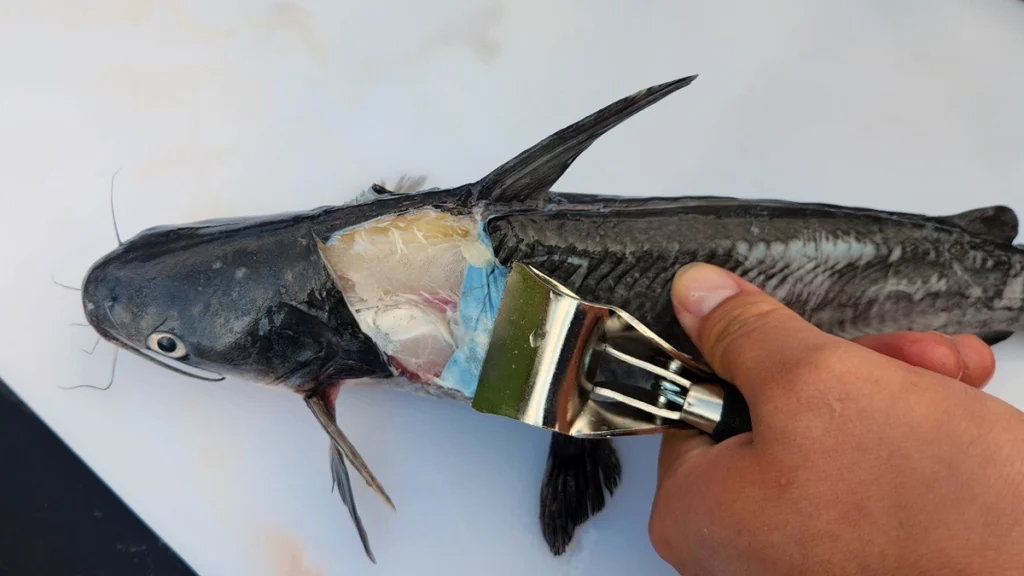 skinning a catfish