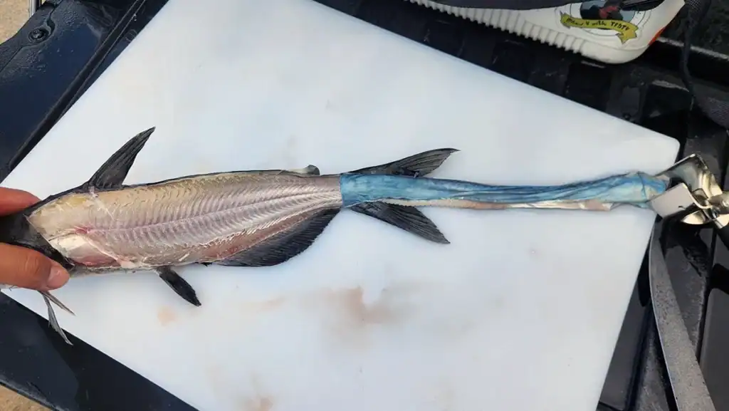 skin removed from catfish