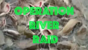 Statewide Catfish Crime Ring Busted in “Operation River Raid”