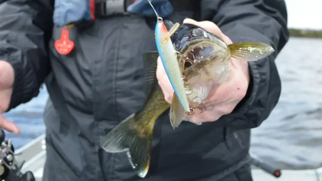walleye caught on rapala