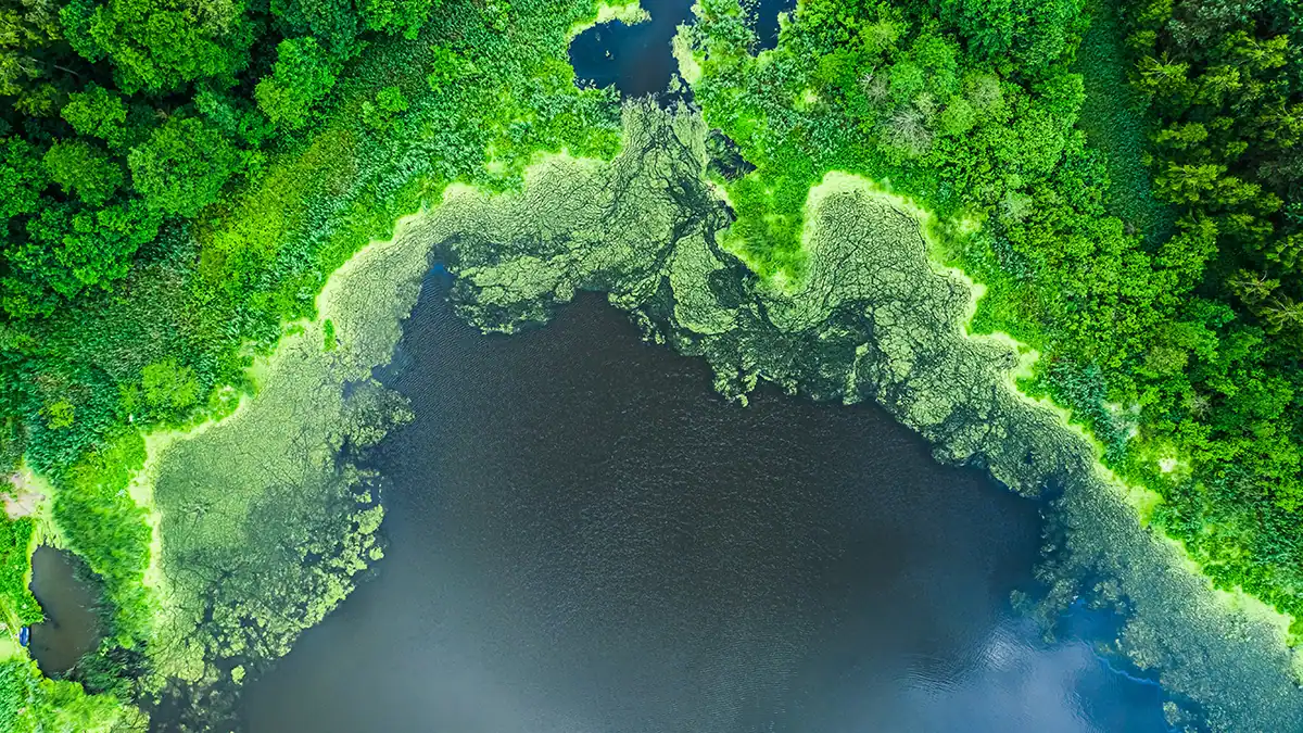 Algae bloom on a lake