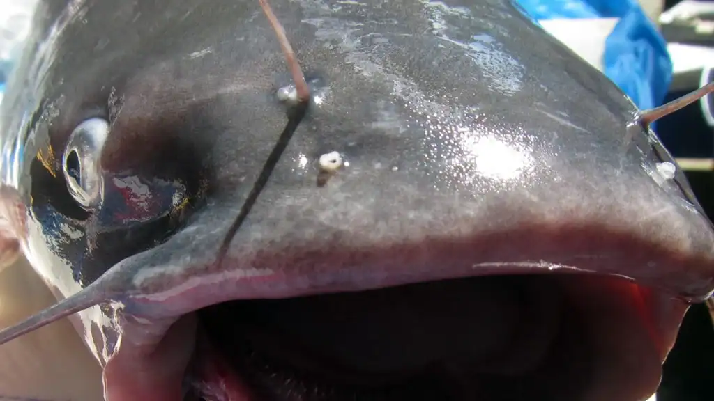 up close photo of blue catfish