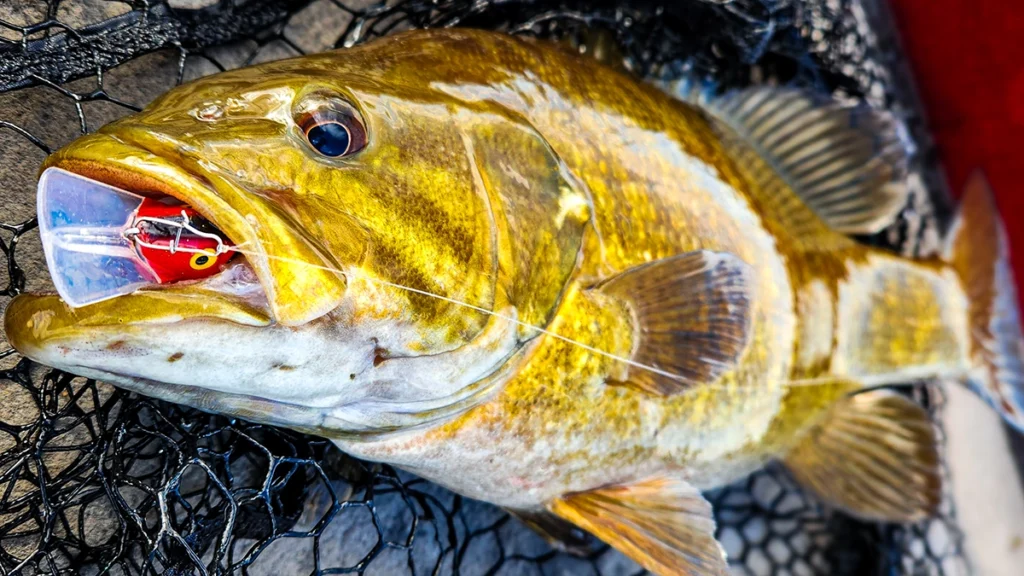 smallmouth bass caught on lipped plug