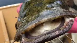 Invader Alert: The New King of the Susquehanna