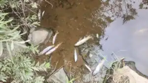 Cow Manure Wipes Out Fishing Stream
