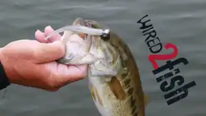 Best Minnow Baits and How to Fish Them