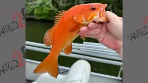 Rarest Catch: An Orange Bass